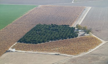 Cultivated citrus trees in the Guadalquivir river valley