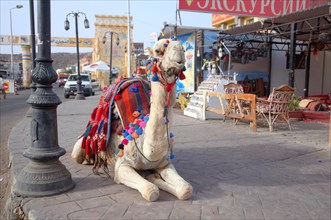 Dromedary or Arabian Camel (Camelus dromedarius) sitting on the pavement