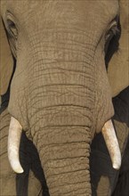 African Elephant (Loxodonta africana)