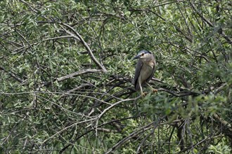 Black-crowned Night Heron (Nycticorax nycticorax) perched on a tree