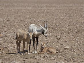 Arabian Oryx (Oryx leucoryx) with calves