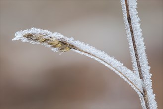 Ice structures on a blade of grass