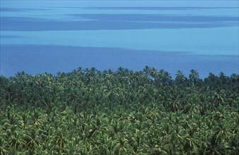 Coconut Palms (Cocos nucifera) and the sea