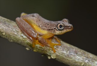 Spotted Madagascar Reed Frog (Heterixalus Punctatus)