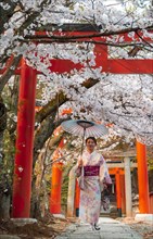 Japanese woman with kimono under blossoming cherry trees