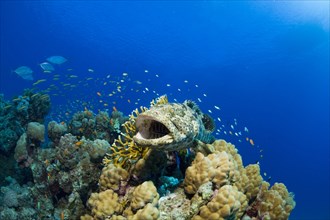 Malabar Grouper (Epinephelus malabaricus)