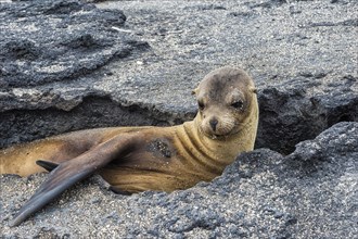 Galapagos Sea Lion (Zalophus californianus wollebaeki) pup resting between rocks