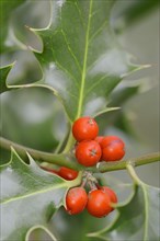 Common Holly or European Holly (Ilex aquifolium)