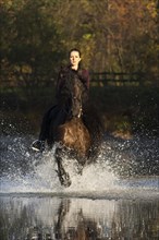 Horsewoman riding a black Friesian horse