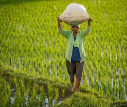 Woman carrying rice in the rice fields