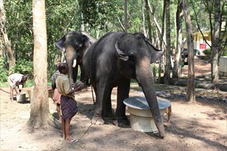 Mahouts feeding Asian Elephants (Elephas maximus)