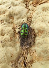 Rainbow Shield Bug (Calidea dregii) perched on the bark of a Fever Tree (Acacia xanthophloea)