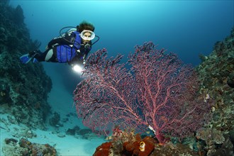 Female scuba diver looking at a Gorgonian