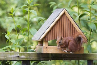 Red Squirrel (Sciurus vulgaris) at a bird house