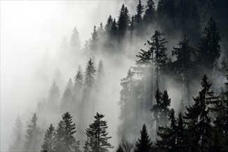 Coniferous forest in the fog