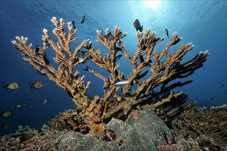 Stony Coral (Acropora sp.)