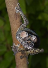 Uroplatus giganteus leaf-tailed gecko