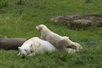 Polar Bears (Ursus maritimus) female Giovanna with her cubs