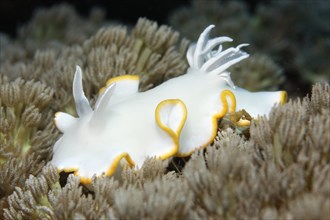 Ardeadoris Sea Slug (Ardeadoris egretta) on a Xenia Coral (Xenia sp.)