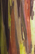Coloured bark of a Eucalyptus Tree (Eucalyptus sp.)