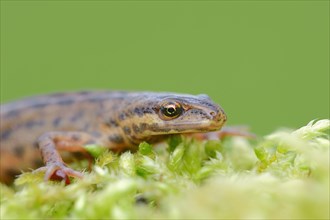 Smooth Newt or Common Newt (Lissotriton vulgaris