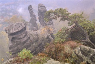 Rocks in the Elbe Sandstone Mountains in fog in autumn