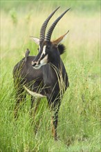 Sable Antelope (Hippotragus niger) in tall grass