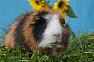 Tricolour Swiss Teddy Guinea Pig