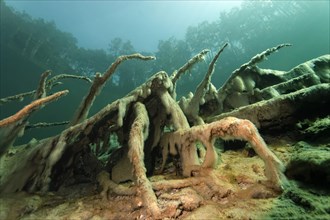Roots with Slime Algae