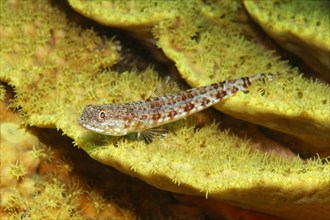 Variegated lizardfish (Synodus variegatus) on salad coral (Turbinaria reniformis)
