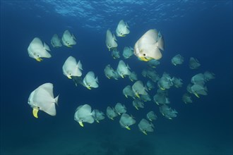 A shoal of Teira Batfish (Platax teira)