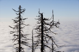 Dead Spruces (Picea)