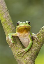 European Tree Frog (Hyla arborea) sitting in the fork of a tree