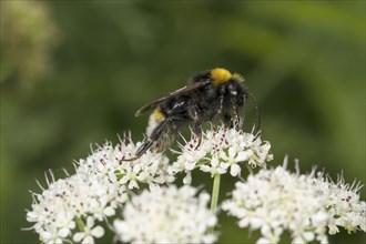 White-tailed Bumble Bee (Bombus lucorum)