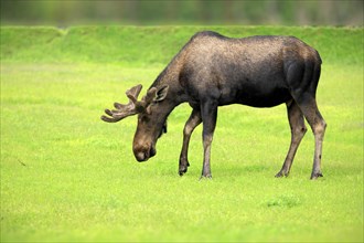 Moose (Alces alces)