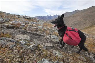 Alaskan Husky as pack dog