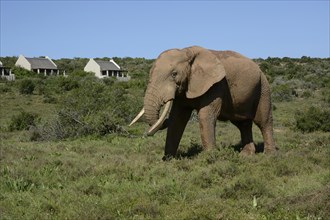 African Bush Elephant (Loxodonta africana) at the main camp