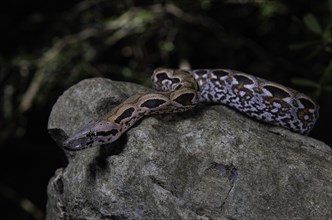 Malagasy ground boa (Acrantophis madagascariensis) winds on stone