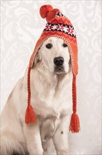 Golden Retriever dog wearing a wolly hat