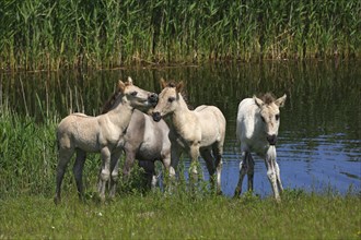 Konik Horses (Equus przewalskii f. caballus)