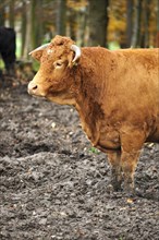 Red-brown cow