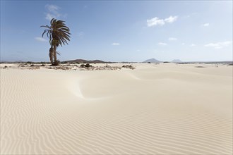 Solitary palm tree in the sand dunes of the desert Deserto Viana