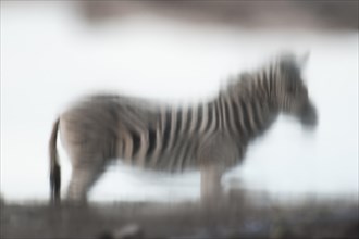 Burchell's Zebra (Equus burchelli) reflected in a water hole