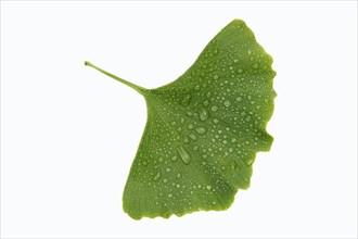 Ginkgo (Ginkgo biloba) leaf with water drops