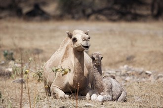Dromedary (Camelus dromedarius) with young