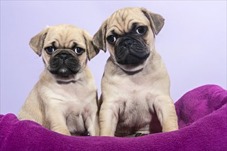 Two Pugs