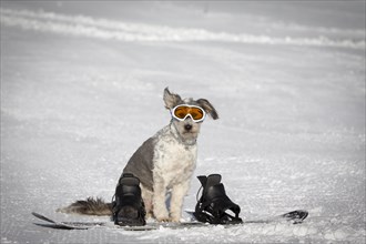 A dog with snow goggles sitting behind a snowboard in the snow