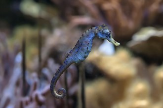 Seahorse (Hippocampus sp.) in an aquarium