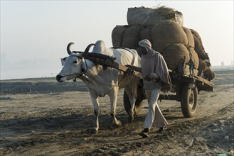 Man leading a bullock cart across a field in the morning
