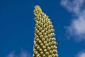Queen of the Andes (Puya raimondii)